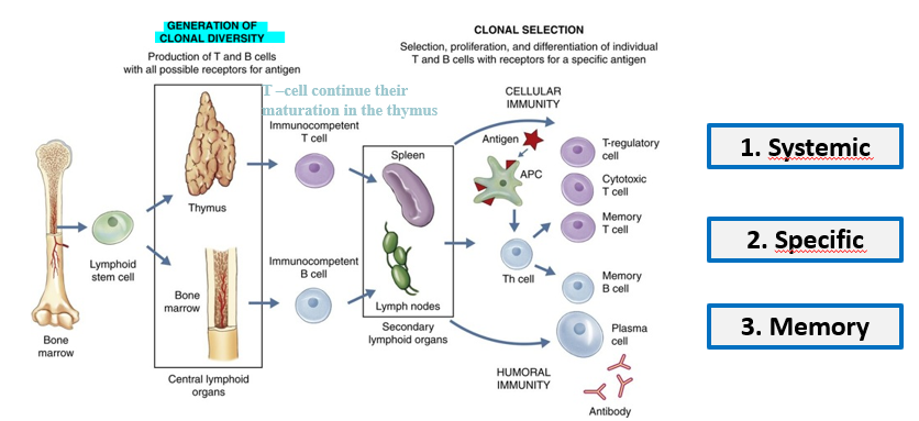 <p><span>What are the three main characteristics of the adaptive immunity?&nbsp;</span></p>