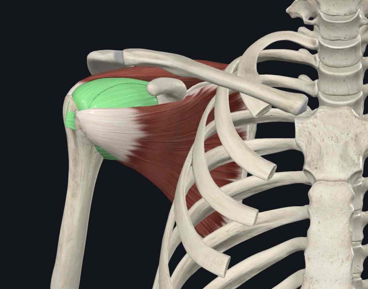 <p>A synovial ball and socket joint between the humeral head and the glenoid cavity of the scapula.</p>