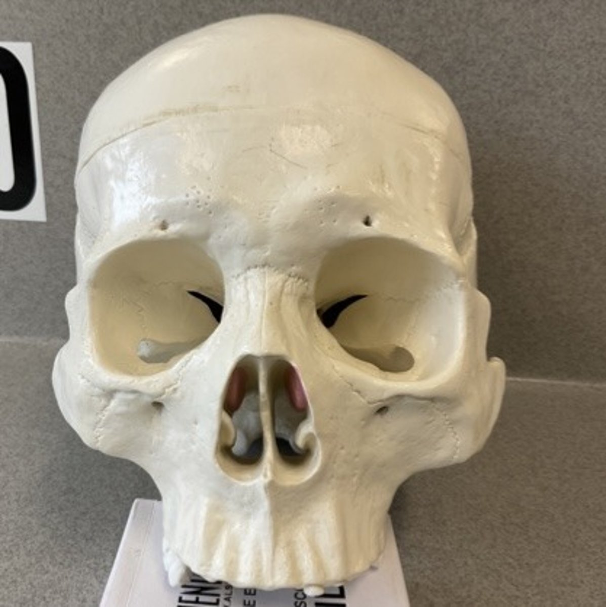 knowt flashcard image