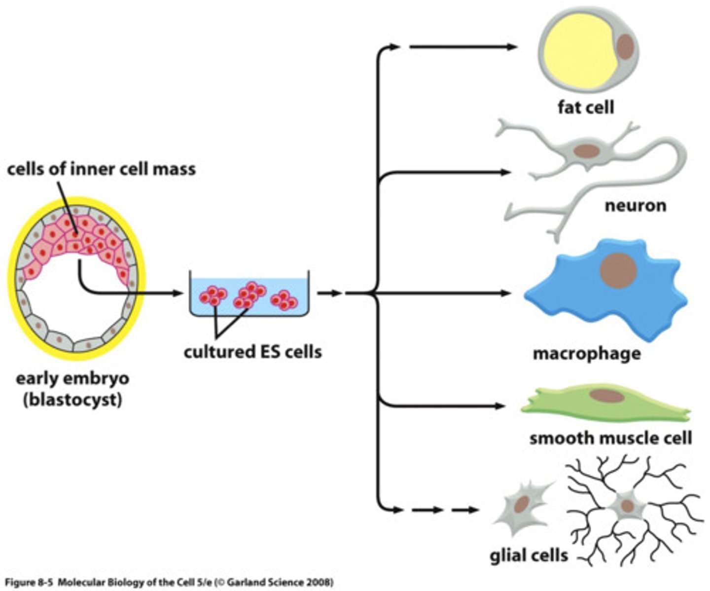 <p>A source of stem cells which can become any type of cell</p>