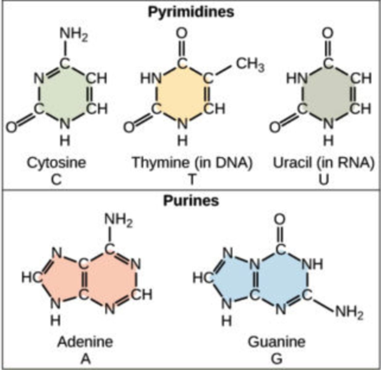 <p>1. adenine (A)</p><p>2. thymine (T)</p><p>3. cytosine (C)</p><p>4. guanine (G)</p>