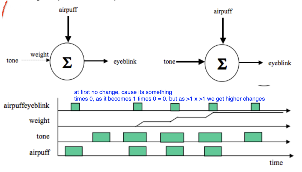 <p>weak synaptic connection becomes strong</p>