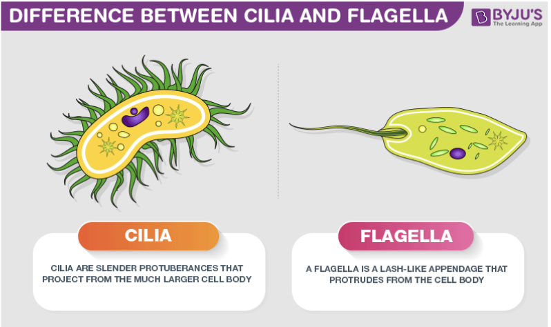 <p>cilia (cilium)</p>