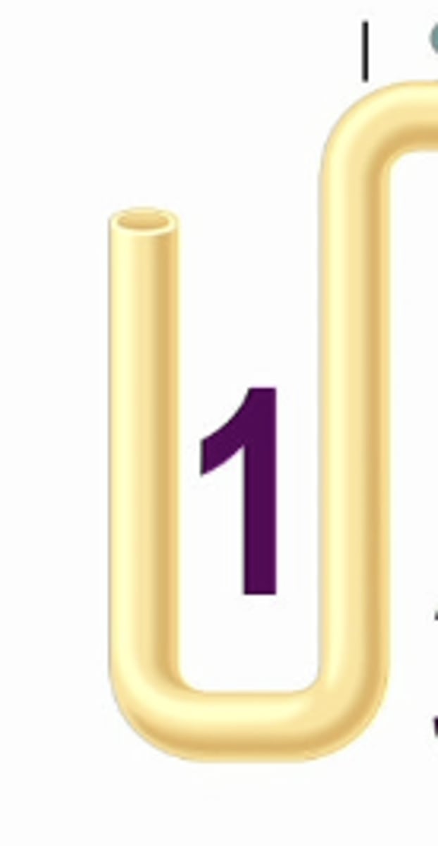 <p>in respect to the loop of henle: tubule: hairpin loop..... what are the requirements for production of concentrated urine?</p>