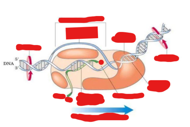 <p>Labels this transcription elongation complex</p>