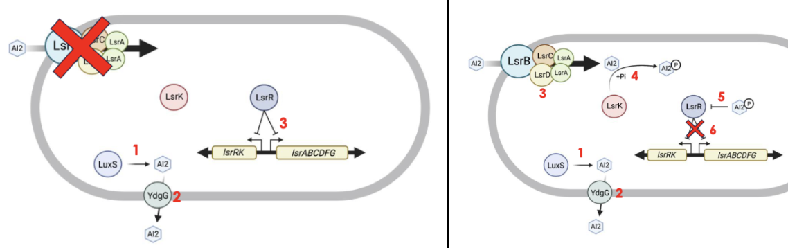 <p><span>LsrR binding to AI2 affects LOTS of genes</span></p><ul><li><p><span>regulate other regulators&nbsp;</span></p></li></ul><ul><li><p><span>Regulate other genes</span></p></li></ul><table style="min-width: 277px"><colgroup><col style="width: 252px"><col style="min-width: 25px"></colgroup><tbody><tr><td colspan="1" rowspan="1" colwidth="252" style="border-left:solid #000000 1pt;border-right:solid #000000 1pt;border-bottom:solid #000000 1pt;border-top:solid #000000 1pt;vertical-align:top;padding:5pt 5pt 5pt 5pt;overflow:hidden;overflow-wrap:break-word;"><p><span>Low AI2 conc</span></p></td><td colspan="1" rowspan="1" style="border-left:solid #000000 1pt;border-right:solid #000000 1pt;border-bottom:solid #000000 1pt;border-top:solid #000000 1pt;vertical-align:top;padding:5pt 5pt 5pt 5pt;overflow:hidden;overflow-wrap:break-word;"><p><span>High AI2 conc</span></p></td></tr><tr><td colspan="1" rowspan="1" colwidth="252" style="border-left:solid #000000 1pt;border-right:solid #000000 1pt;border-bottom:solid #000000 1pt;border-top:solid #000000 1pt;vertical-align:top;padding:5pt 5pt 5pt 5pt;overflow:hidden;overflow-wrap:break-word;"><p><span>1. <strong>LuxS</strong> produces Autoinducer-2</span></p><p><span>2. AI2 is secreted by YdgG into the environment</span></p><p></p><p><span>3. Global transcriptional regulator LsrR inhibits transcription of QS genes (repression)</span></p><p><br><br></p><p></p><p><span>Secreted more than being taken up</span></p><p><br><br></p><p><span>Low conc SI2= e. Coli is in isolation, there is not enough other e coli cells to be accumulated</span></p><ul><li><p><span>Not a lot of AI 2 outside</span></p></li><li><p><span>luxS is producing AI2 (consituitively)</span></p></li><li><p><span>AI2 secreted y YDH into the env</span></p></li><li><p><span>More AI2 is leaving&nbsp;</span></p></li><li><p><span>Lsr is inhibiting</span></p></li></ul></td><td colspan="1" rowspan="1" style="border-left:solid #000000 1pt;border-right:solid #000000 1pt;border-bottom:solid #000000 1pt;border-top:solid #000000 1pt;vertical-align:top;padding:5pt 5pt 5pt 5pt;overflow:hidden;overflow-wrap:break-word;"><p><span>1. <strong>LuxS</strong> produces Autoinducer-2</span></p><p><span>2. AI2 is secreted by YdgG into the environment</span></p><p></p><p><span>3. Cell imports AI2 into its cytosol through <strong>LsrABCD complex</strong></span></p><p><span>4. AI2 is phosphorylated by the <strong>kinase LsrK</strong></span></p><p><span>5. P-AI2 binds to LsrR, inhibits LsrR repression of QS genes</span></p><p><span>6. QS genes are expressed</span></p><p><br></p><p></p><p><br></p><p><span>High AI2, high e. Coli</span></p><ul><li><p><span>AI2 is made in the cell</span></p></li><li><p><span>LsrK phosphorylates AI2 and can derepress LerR</span></p></li></ul></td></tr></tbody></table><p></p>