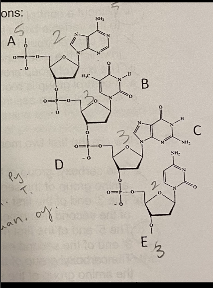 <p>Which letter shows the 5’ end of the nucleic acid? </p><p>A. A</p><p>B. B</p><p>C. C</p><p>D. D</p><p>E. E</p>