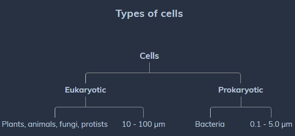 <p>eukaryotic HAVE NUCLEUS</p><p>prokaryotic DO NOT HAVE NUCLEUS</p>