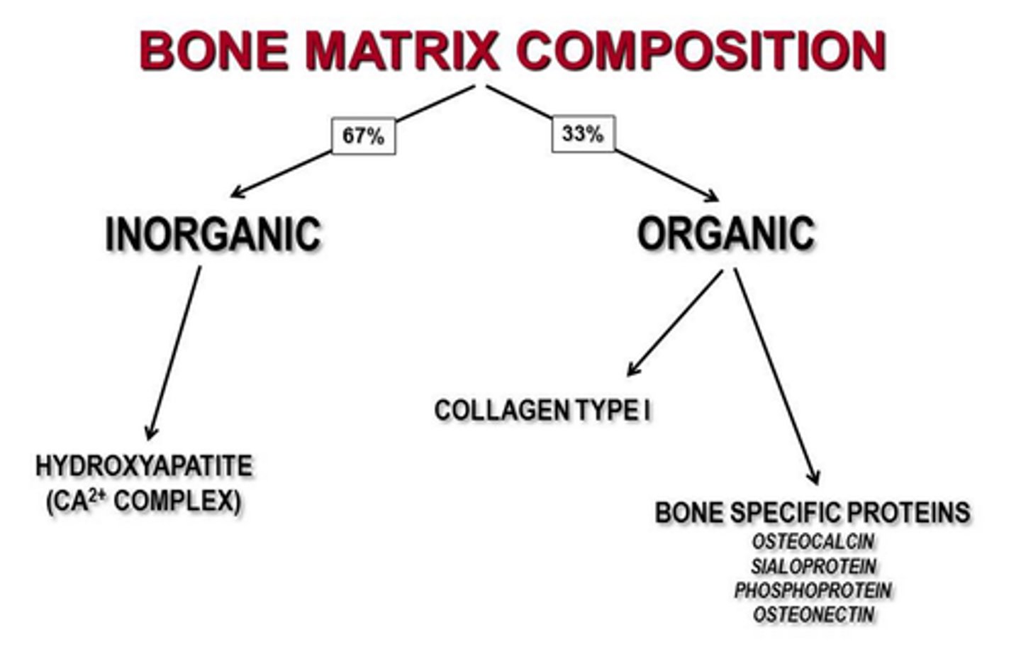 <p>1/3 organic- collagen and the glycos</p><p>2/3 inorganic- 85% hydroxyapatite 10% calcium</p>