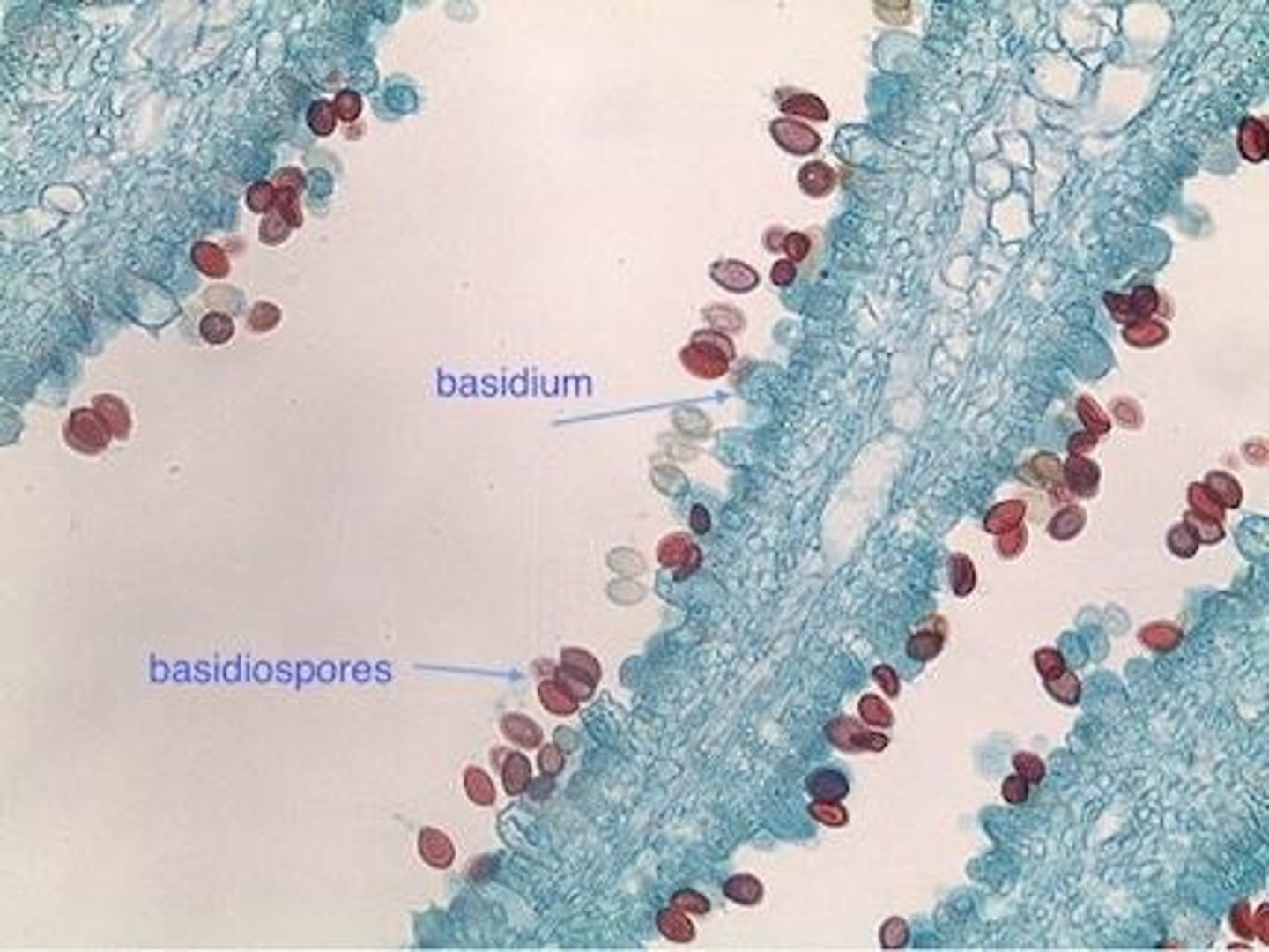 <p>sacs that produce 4 basidiospores, attached by sterigmata</p>
