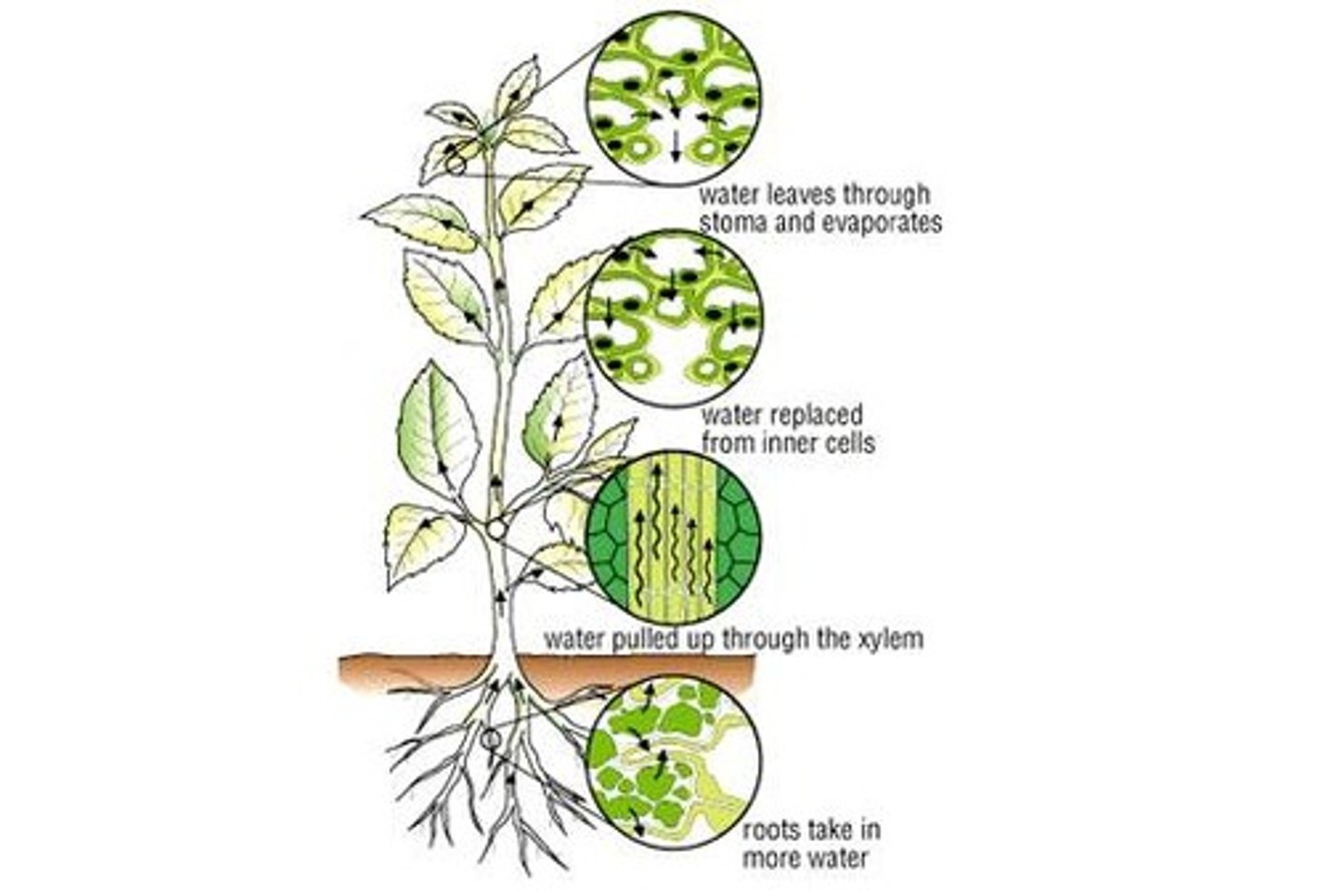 <p>Loss of water vapour from aerial parts of a plant, especially through the stomata of leaves</p>