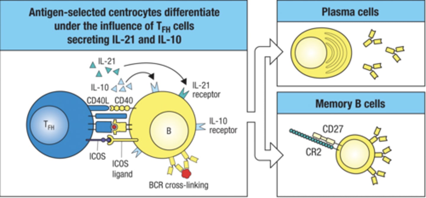 <p>- antigen selected centrocytes differentiate under the influence of TFH cells secreting IL-21 and IL-10</p><p>- then it develops into memory or plasma cells</p>