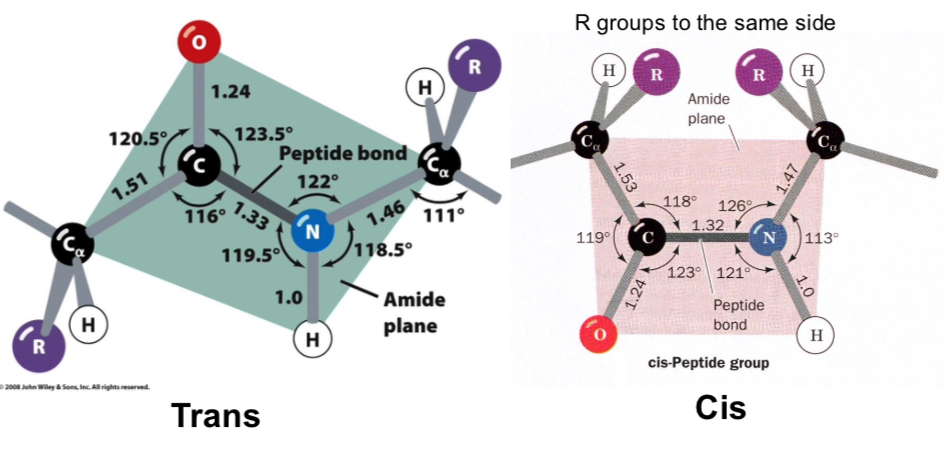 <p>Peptide bonds are planar</p>