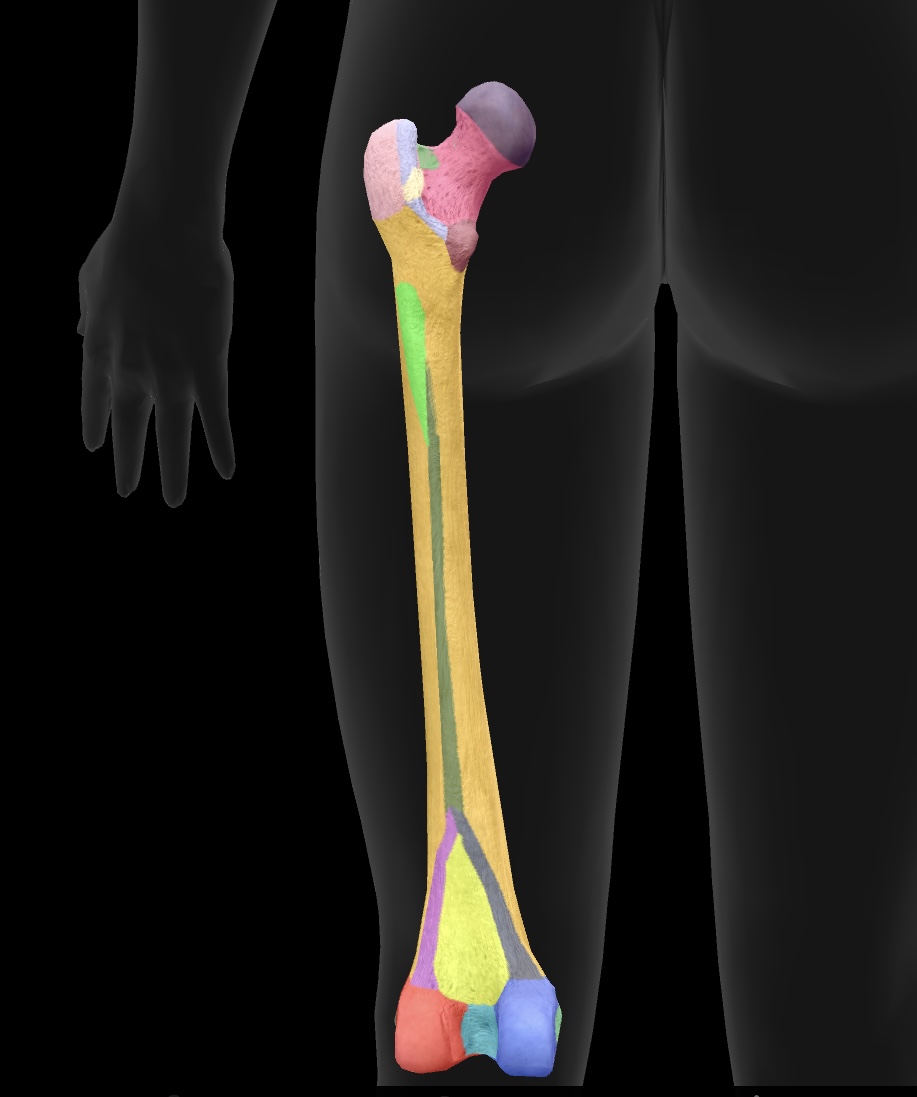 <p>depression between the condyles of the femur, serving as an attachment point for the cruciate ligaments of the knee</p>