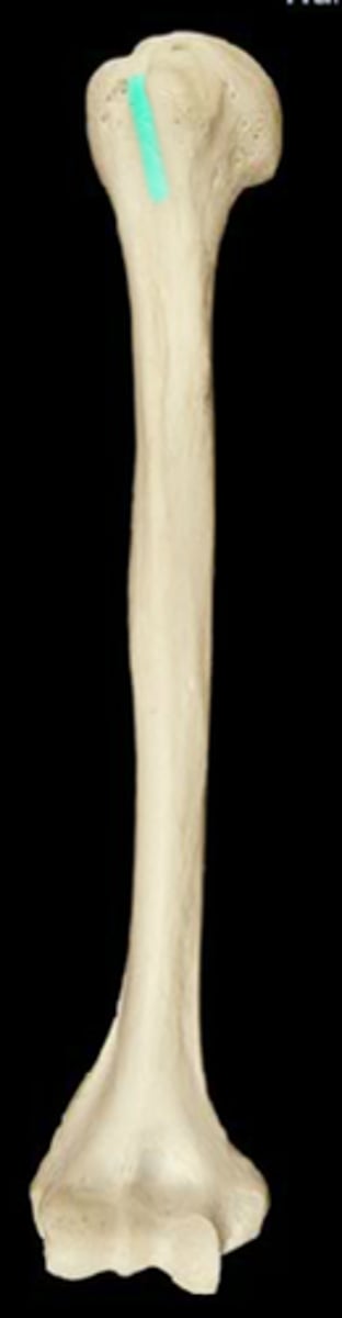 <p>groove</p>