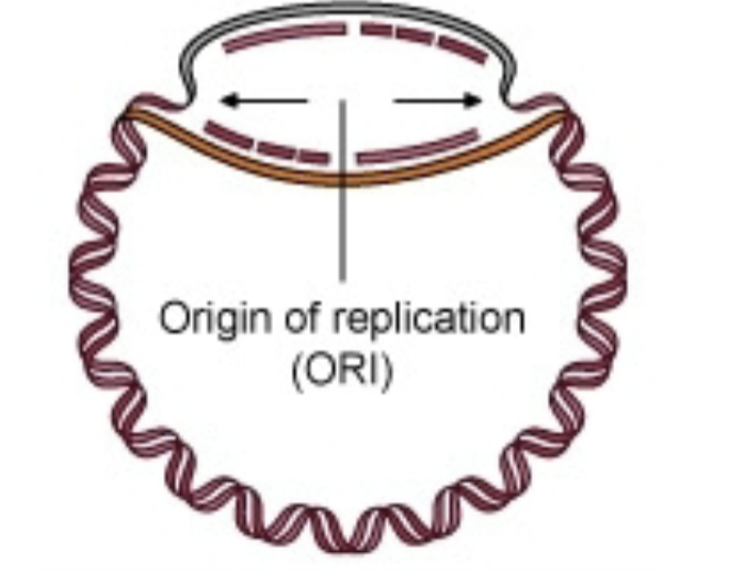 <p>How many DNA polymerases would be in this picture, and where?</p>