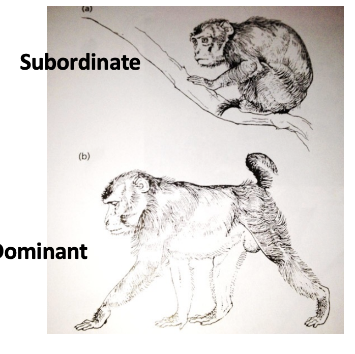 <p>their posture communicates social status (subordinate is curled up on a tree, dominant is on all fours</p>