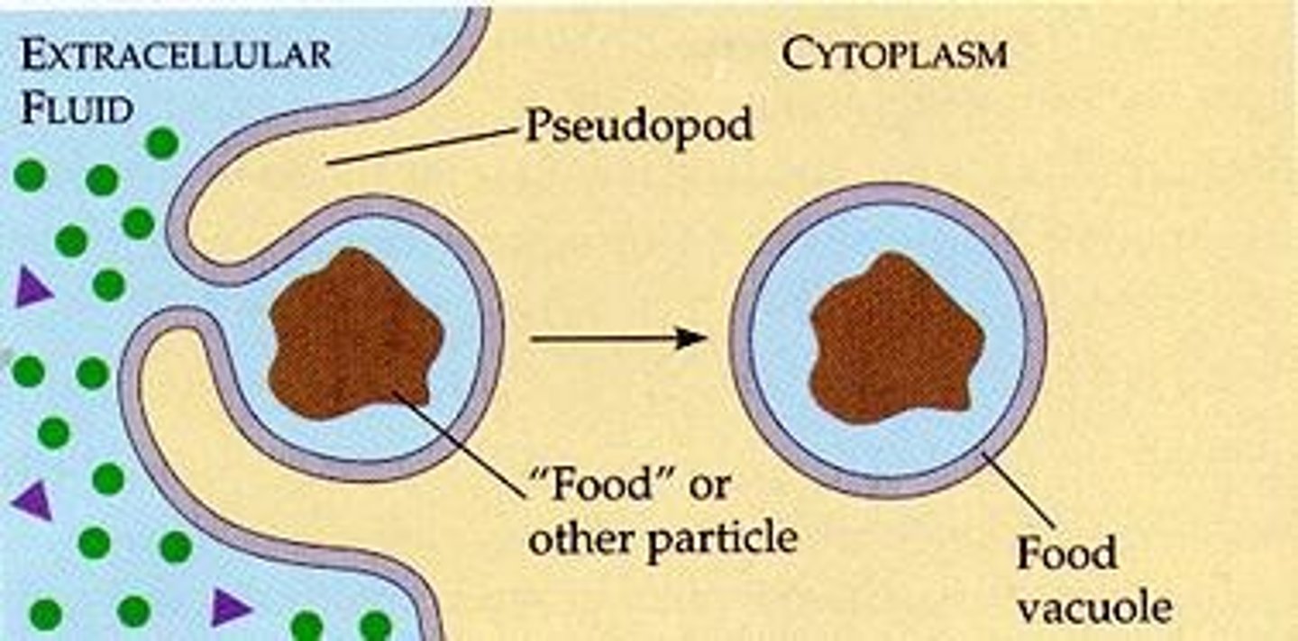 <p>Cell eating; intake of large particles.</p>