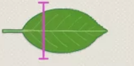 <p>What is the leaf shape?</p>