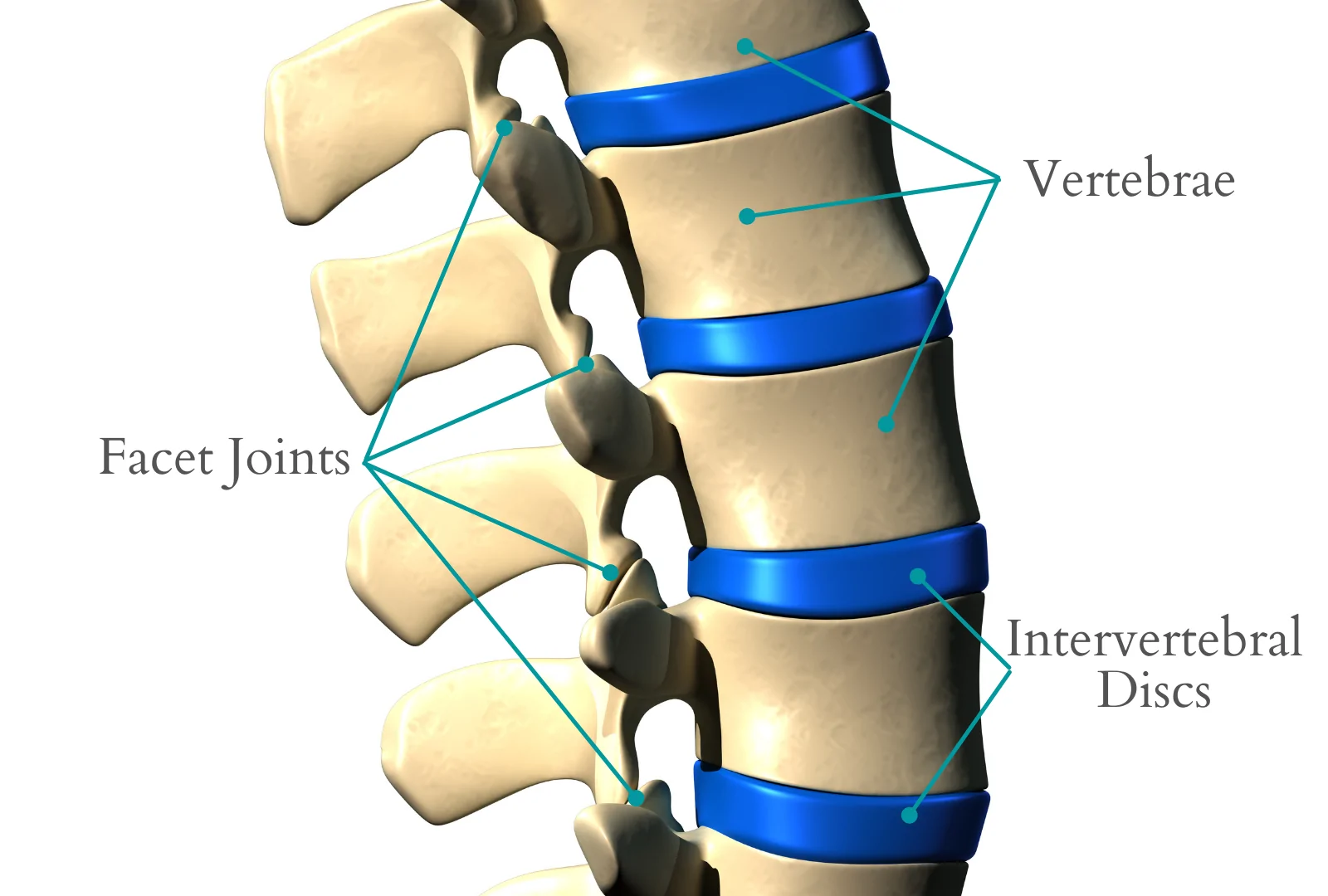 <p>Typical Intervertebral Joints C3 to L5 </p>