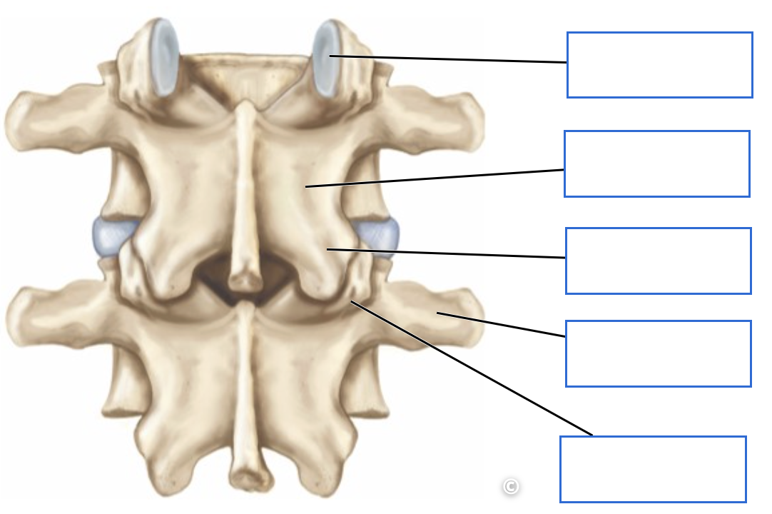 <p>Identify the bone features of the posterior vertebrae</p>
