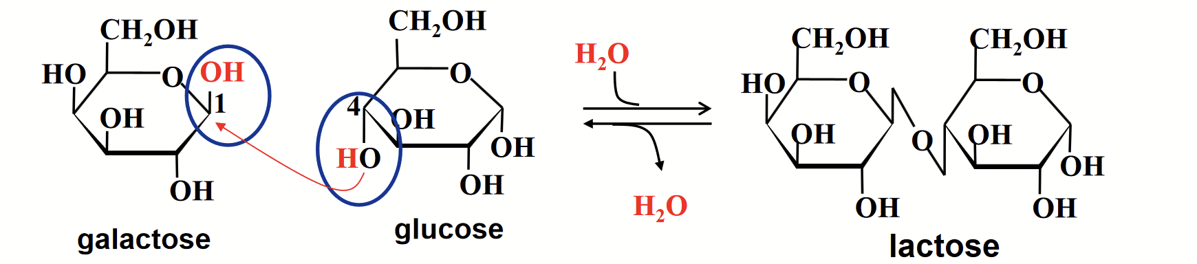 <p>Consist of two monosaccharide units (e.g. sucrose).</p><p>Formed when two monosaccharides are linked through a glycosidic bond. The anomeric carbon (electrophile) of one sugar reacts with a hydroxyl group (nucleophile) of the other.</p>