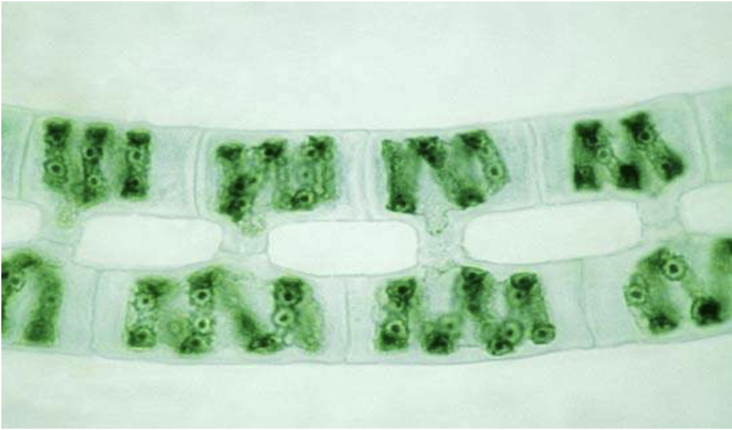 Spirogyra (conjugative)
