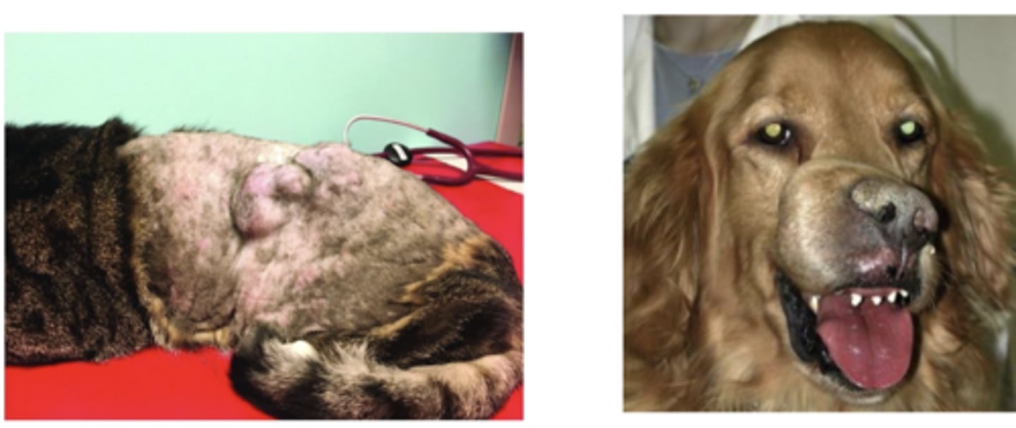 <p>what type of neoplastic tumor is this?</p>