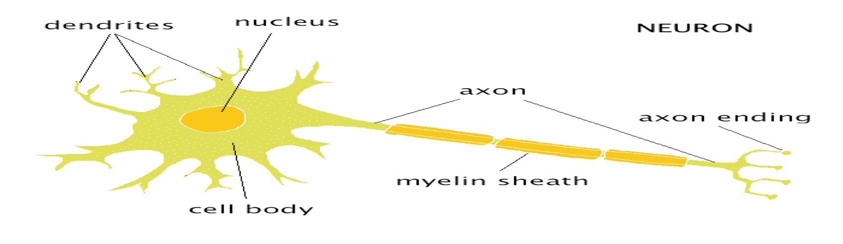 <p><span style="font-family: Franklin Gothic Book">Layer of fat surrounding most axons</span></p><p style="text-align: start">&nbsp;</p>