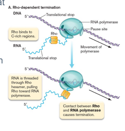 <ul><li><p><span>Relies on a protein called Rho and a strong pause site at the 3′ end of the gene</span></p></li></ul>