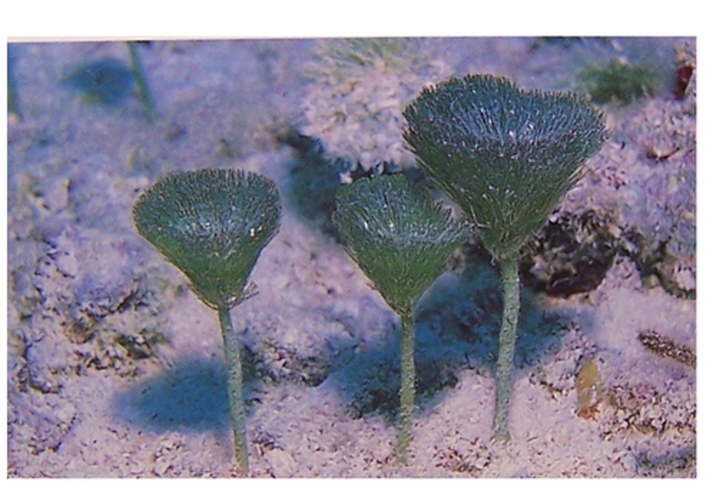 <p>penicillus pyriformis</p>