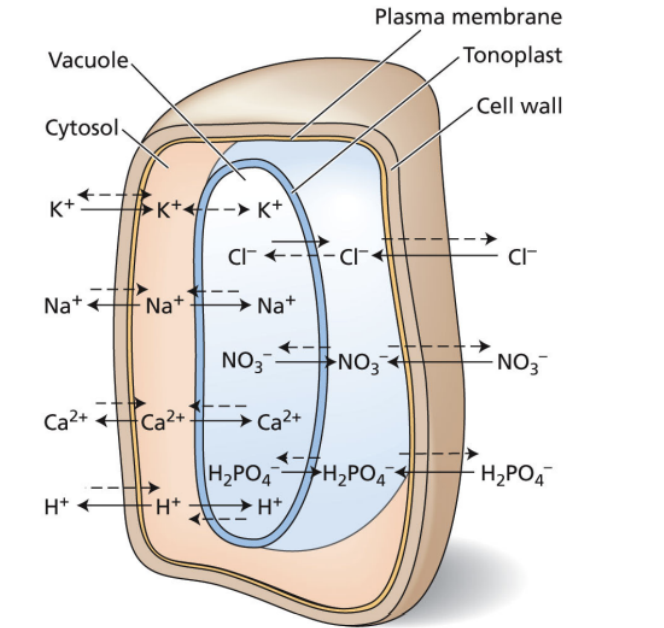 <p>Controlled by both passive and active transport processes</p><p>solid arrow=active transport</p><p>dotted arrow=passive transport</p>