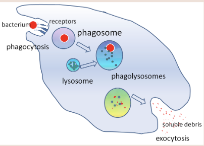 <p>They are attracted to sites of infection, leaving the bloodstream with ameboid motion</p><p></p><p>A vacuole fuses with lysosomes to form a phagosome</p><p></p><p>Enzymes from the lysosomes that digest the engulfed pathogen</p><p>Soluble debris of the pathogen exists the body via exocytosis</p>