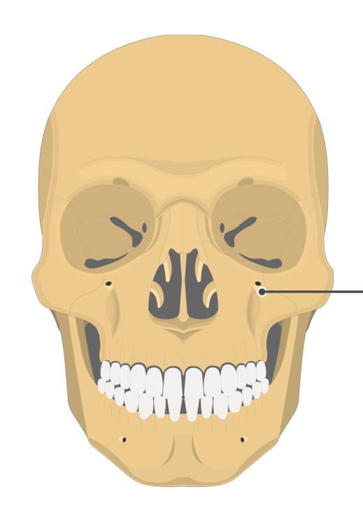 <p>What hole in the <strong>maxilla</strong> is this?</p>