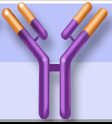 <p>-<strong><u>xi</u></strong>mab</p>
