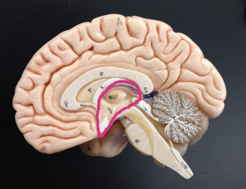 memory processing and emotional response
