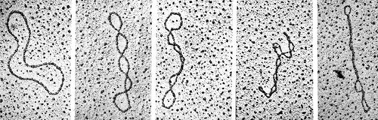 <p>Commonly only one chromosome that can be circular.</p>