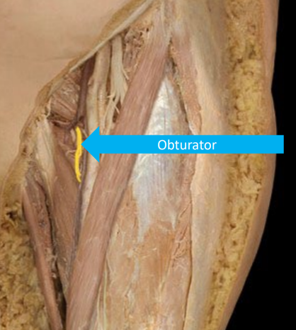 <p>What is the anatomical marker of the Obturator nerve?</p>