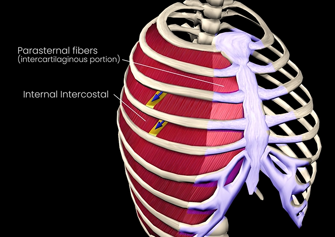 <p>Function: depresses ribcage</p><p>Origin:&nbsp;superior border of rib below</p><p>Insertion: inferior border of rib above</p>