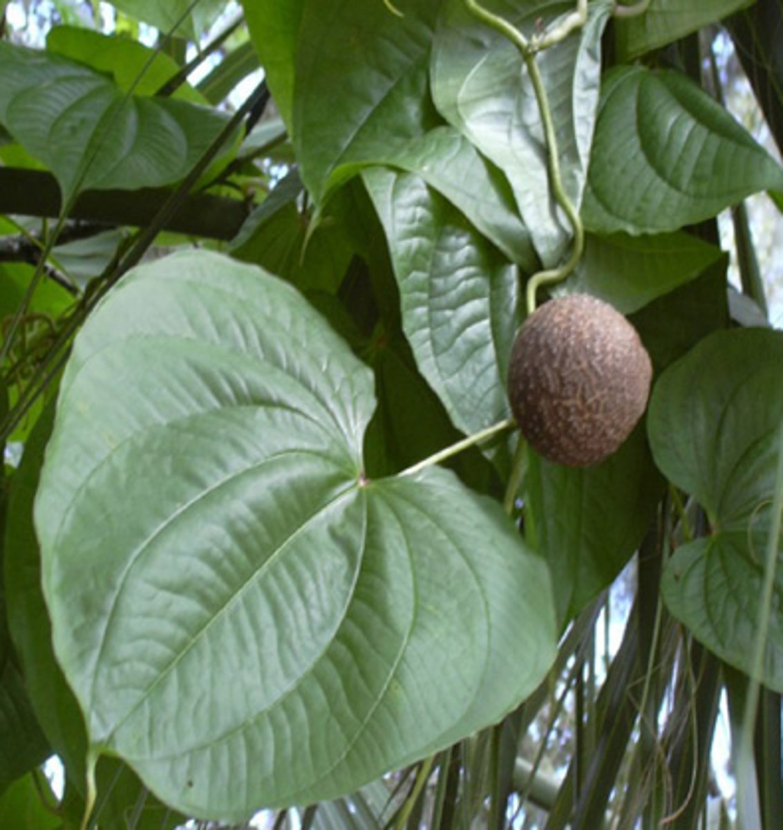 <p>This plant was first introduced to Florida in 1905. It was originally cultivated as a possible food crop and ornamental in the 1800s. This plant is identifiable by heart shaped leaves on long vines. There are also small poisonous brown bulbs that will grow off of the vine. These plants forms dense vines that smother native plants and trees</p>