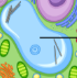<p>Both plant and animal cells have this but plants have one big one, while animals have many smaller ones </p><p>What part of the cell is this and what is its function? </p>