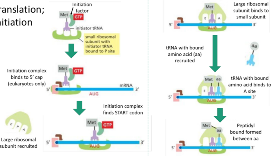 <ol><li><p>Initiation factor (protein) and a tRNA with the start codon and an AA (methionine) arrives, the small subunit binds the tRNA to the P site.</p></li><li><p>Initiation complex binds to 5’ cap (eukaryotes)</p></li><li><p>Large subunit recruited, initiation complex finds start codon</p></li><li><p>Large subunit binds to small, and another tRNA recruited with the next anticodon</p></li><li><p>Second tRNA binds to A site and peptidyl bond forms between the AAs</p></li></ol><p></p>