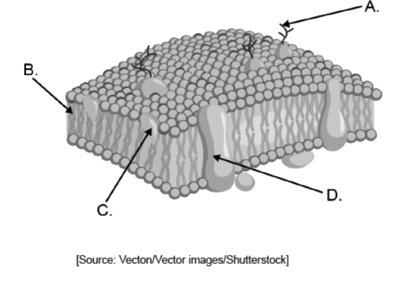 <p>What part of the plasma membrane is fluid, allowing the movement of proteins in accordance with the fluid mosaic model?</p>