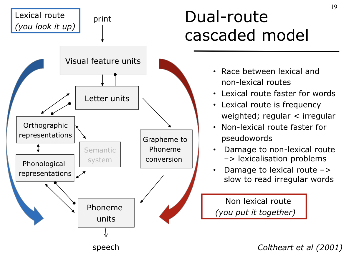 
1. lexical route (look up word in your lexicon)
2. non lexical route (you put the word together) - grapheme to phoneme conversion

Separate processes that do not work together, 1) faster for words, 2) faster for pseudo words
