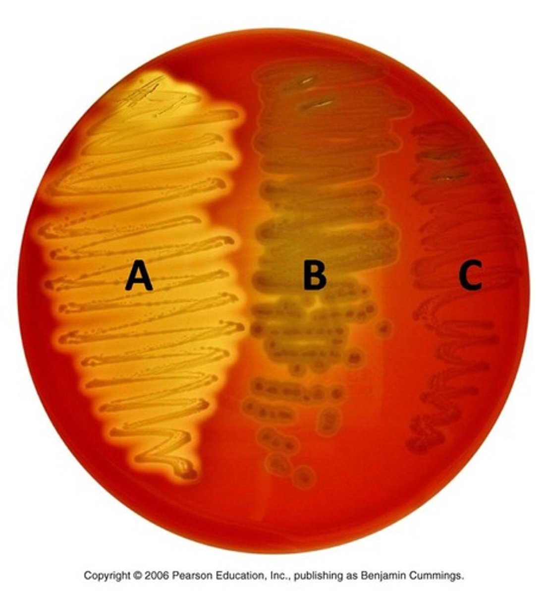 <p>breakdown of red blood cells producing a greenish discoloration around colonies</p>