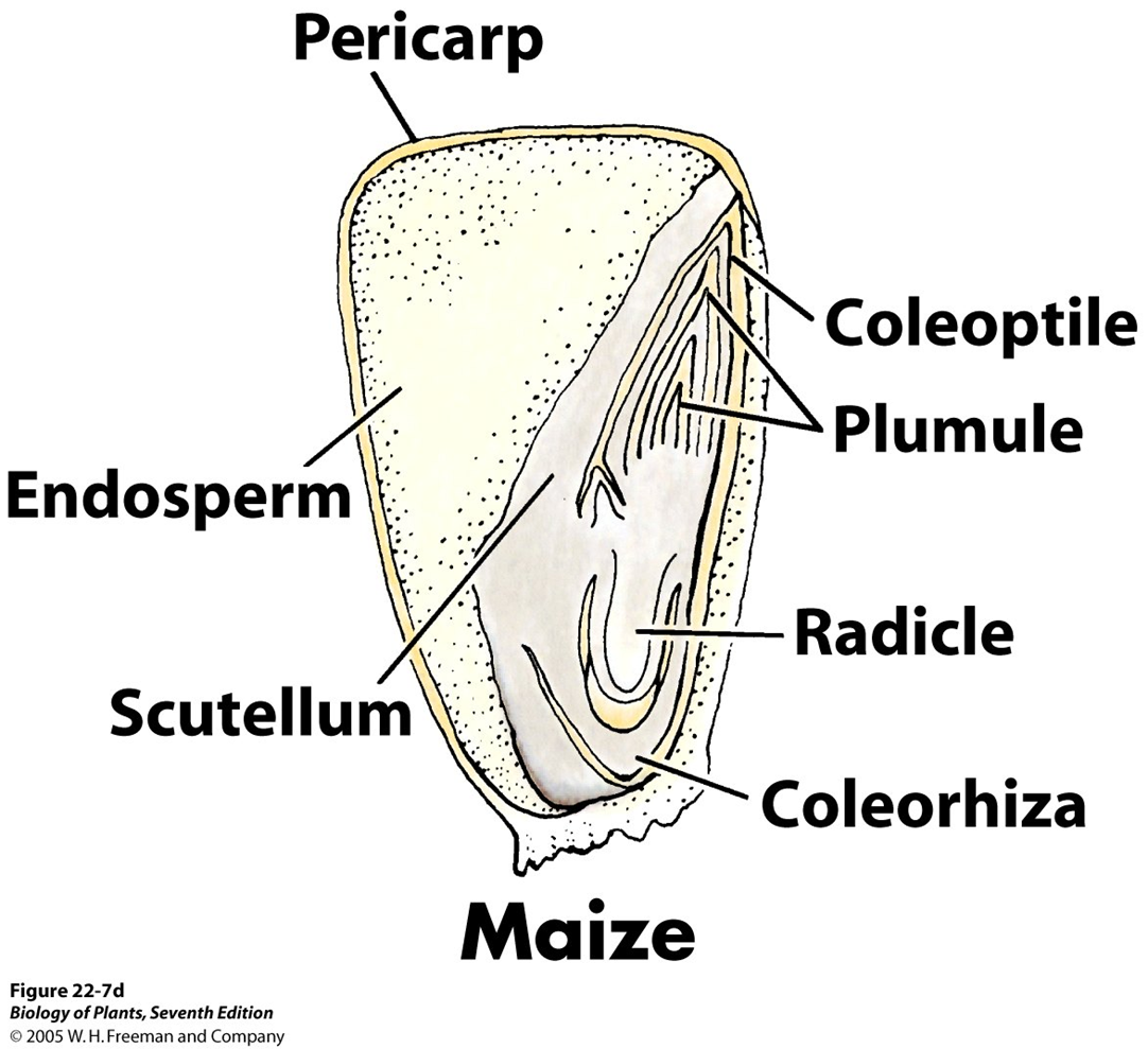 <p>cotyledon is called a scutellum! in corn!</p>