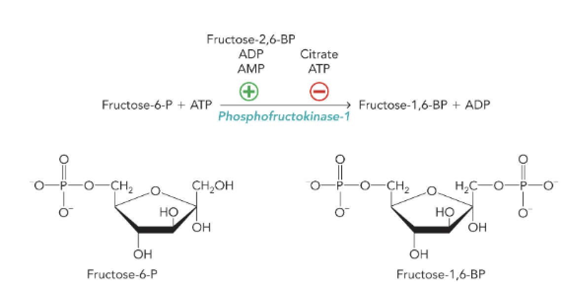 <p><strong>Q:</strong> What is the main function of phosphofructokinase-1 (PFK-1)?</p>