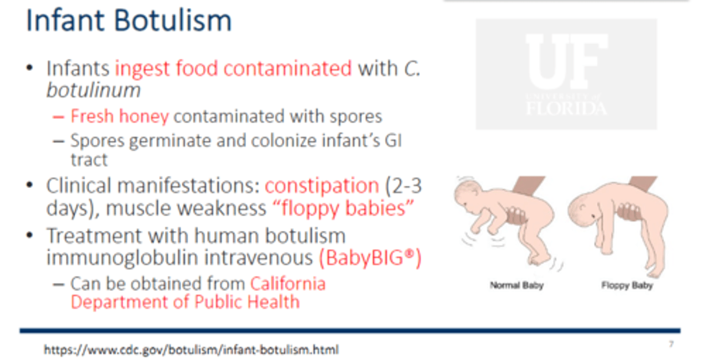<p>• Infants ingest food contaminated with C. botulinum</p><p>– Fresh honey contaminated with spores</p><p>– Spores germinate and colonize infant’s GI tract</p><p>• Clinical manifestations: constipation (2-3 days), muscle weakness “floppy babies”</p><p>• Treatment with human botulism immunoglobulin intravenous (BabyBIG®) that needs to be given ASAP</p><p>– Can be obtained from California Department of Public Health (Ok?? How useless) </p>