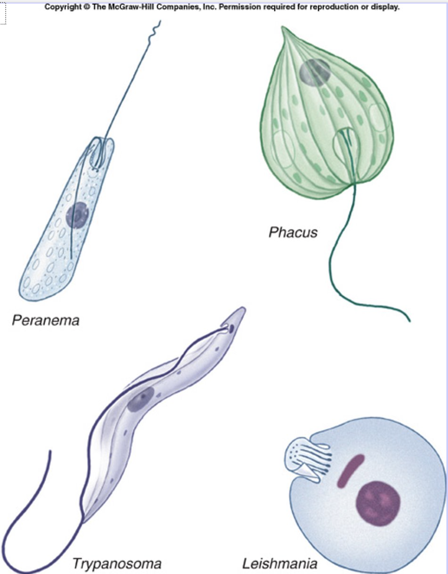 <p><em>Trypanosoma</em> (sleeping sickness), <em>Leishmania</em></p>