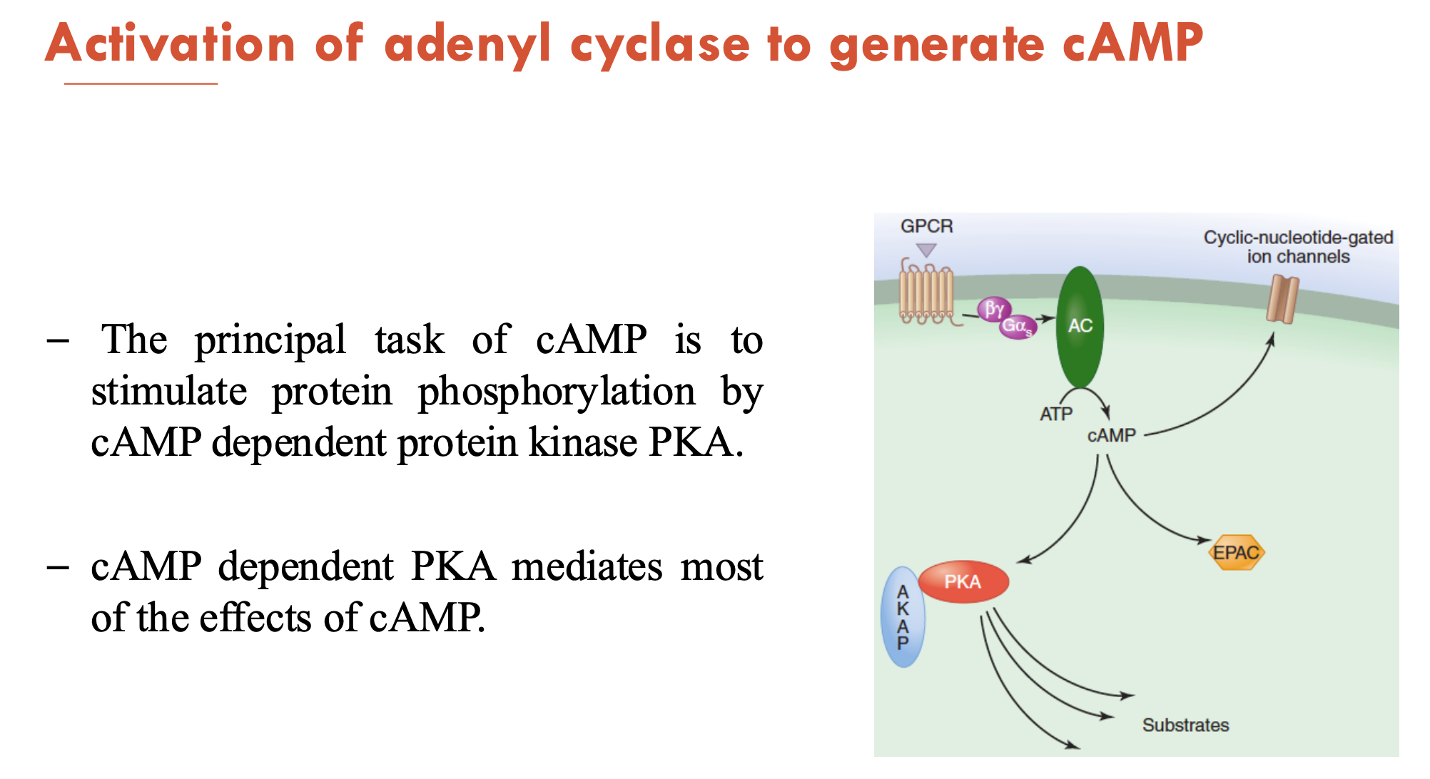 <p>A - stimulate protein phosphorylation</p><p>B - cAMP-dependent protein kinase PKA (which mediates most effects of cAMP)</p><p>C - rapidly alter the transcription and expression of genes coding for important metabolic enzymes and ion channels</p>